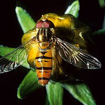 Schwebfliege ( Episyrphus balteatus )