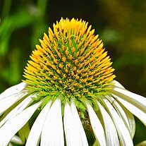 Blütenstand weißer Sonnenhut