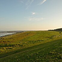 Idyll mit Pferden am Watt im Abendlicht