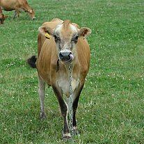 Jersey Kuh