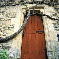 Tür durch Weinranke verschlossen