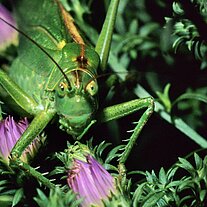 Heuhüpfer von vorne