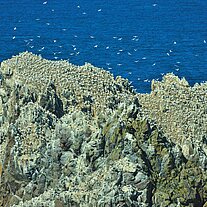 Les Etac Vogelinseln Tölpelkolonien