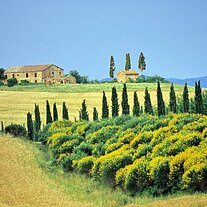verlassenes Gehöft in Feldern mit Pinien