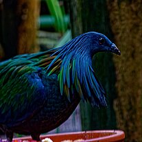 Kragentaube (Caloenas nicobarica)