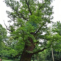 Eichenpark von Ivenack