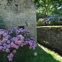 Hortensien an der Mauer