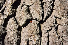 Marienkäfer in Rinde