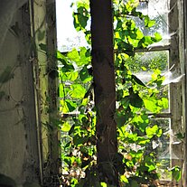 Fenster mit eingewachsenem Efeu
