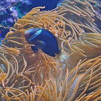 Korallenpracht im Aquarium