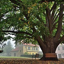Sommerlinde im Burghof