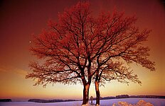 Leitenbaum am Wintermorgen