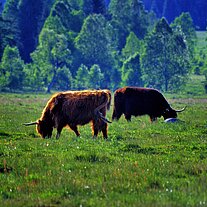 Highland Rinder ( Cattle ) bei Horska Kvilda