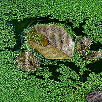 Herbstblatt im Wasser