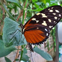 Schmetterling Roter Knacker Hamadryas