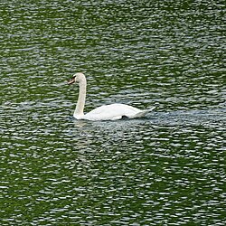 Schwäne auf dem Mosel-Altwasser
