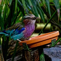 Gabelrake (Coracias caudatus)