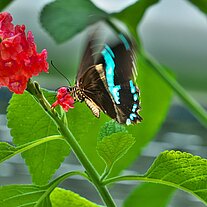 Schmetterling Bambusblatt Philaetria