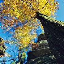 Baum senkrecht nach oben