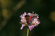 Erdeichel - Widderchen