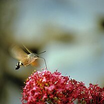 Taubenschwänzchen auf Hibiskusblüte
