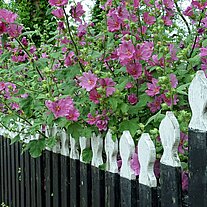 Blumenreicher Gartenzaun