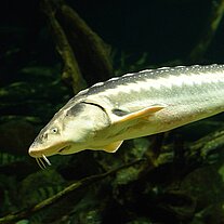 Stör im Ozeaneum