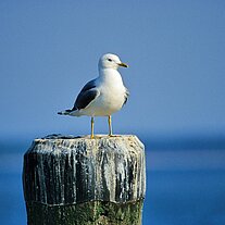 Möwe auf Holzpflock