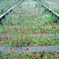 Mohnblumen zwischen den Geleisen