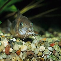 Panzerwels von vorne