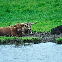 Hochlandrinder dösen