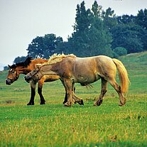 Pferde auf der Weide