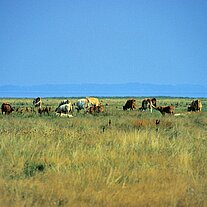 Kühe auf den Salzwiesen