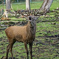 röhrender Hirsch