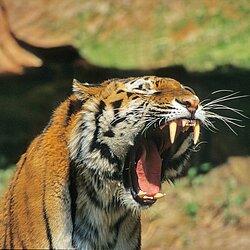 Tiger ( Panthera tigris )