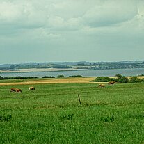 Blick über die Weiden von Lyø