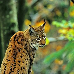 Luchs ( Lynx lynx )