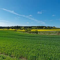 Rapsfelder auf dem Rückweg