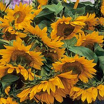 Matignon Sonnenblumen