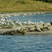 Ausfahrt in den Als Fjord an Möven vorbei