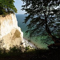 Wald bis an die Kippen von Møn (Møns Klint)