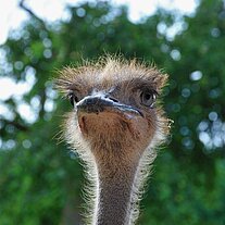 Straußenportrait