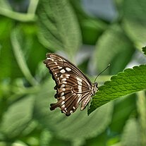 Schmetterling Euploea Core Asien