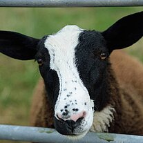 schwarzbraunes Schaf