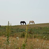 Pferde auf der Weide