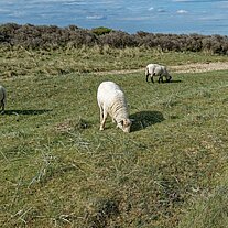 Schafe am Rudjerg Knude Fyr