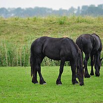 Friesen auf der Koppel