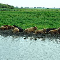 Hochlandrinder am Ufer