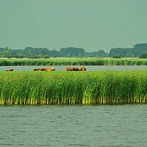 Schilflandschaft mit Hochlandrindern