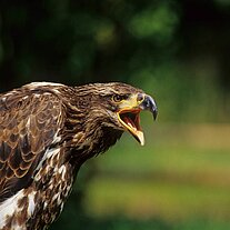 junger Seeadler ( Haliaetus leucocephalus )